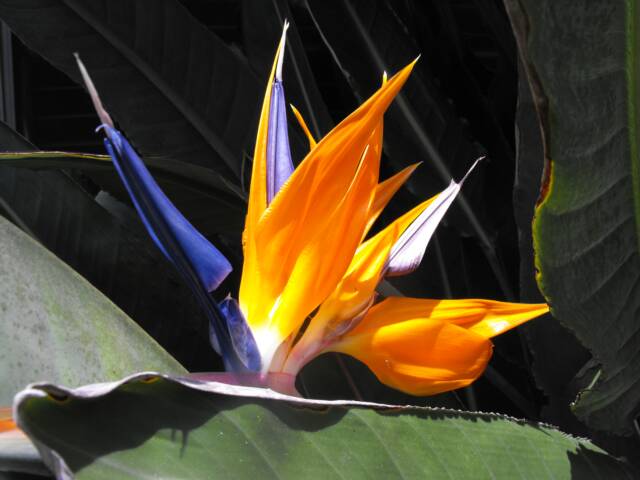 Bird of Paradise at I love this cottage.com