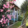 Tropical foilage all around. These are Oleanders.